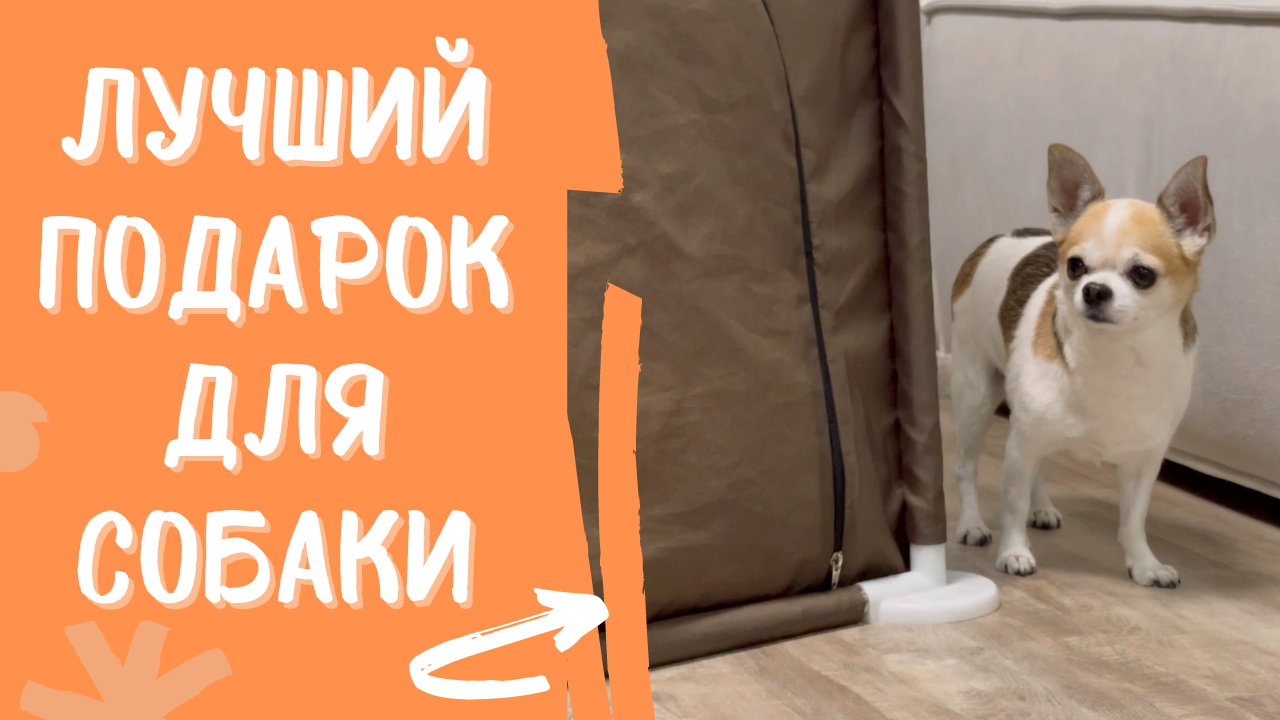 ЛУЧШИЙ ПОДАРОК ДЛЯ ПИТОМЦА смотреть онлайн