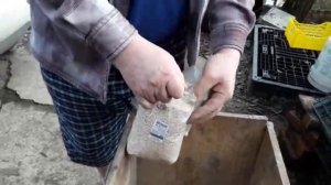 Гусятам 2 недели.Рацион питания и уход за гусятами.