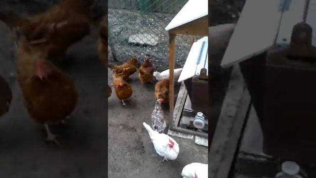 Программируемая автоматическая браузерная кормушка для кур смотреть онлайн