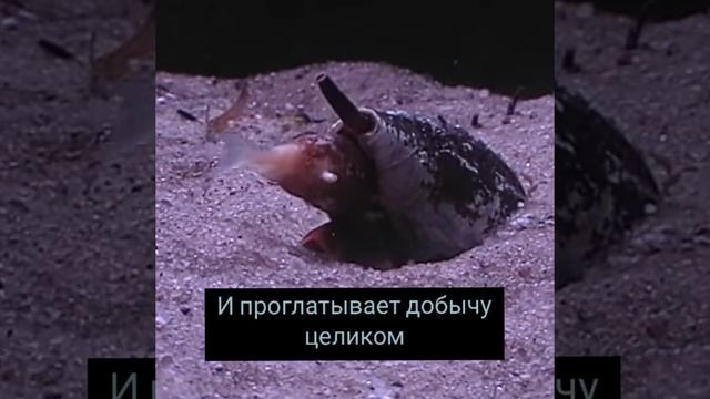 Как убивают моллюски Конусов (Conidae) смотреть онлайн