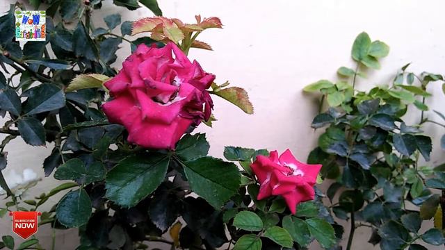 Summer Care Of Rose Plant||Care Of Rose Plant In Summer.