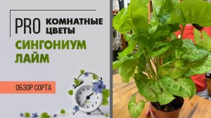 Сингониум Лайм - сочное и яркое ампельное комнатное растение для дома и офиса. Обзор сорта.