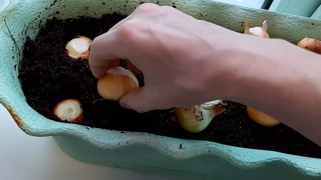 Огород на подоконнике смотреть онлайн