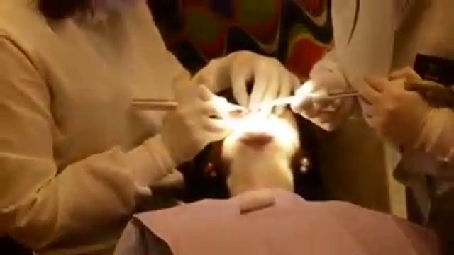 Частное видео доктора о продвинутом курсе в Нью-Йорке смотреть онлайн