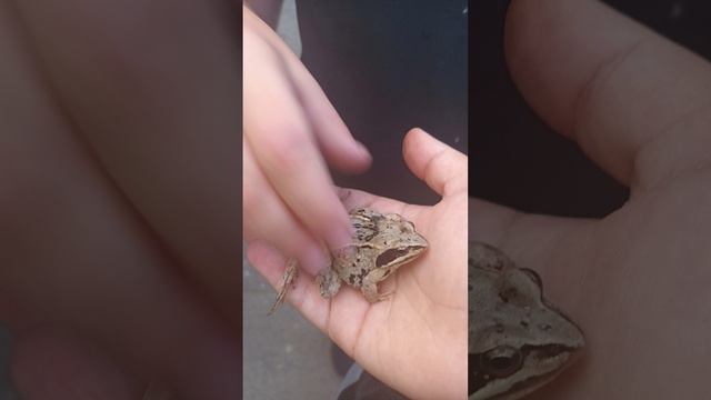 мы нашли лягушка смотреть онлайн