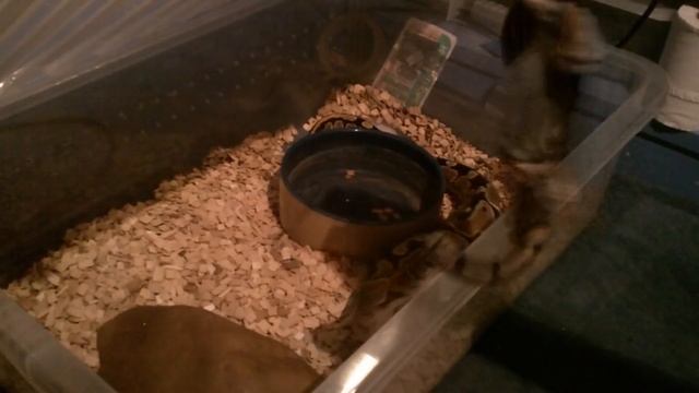 Ball Python Eating a large rat Slow motion смотреть онлайн