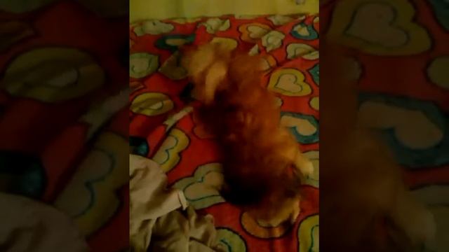 Прикольно собачка вытирает ушки смотреть онлайн
