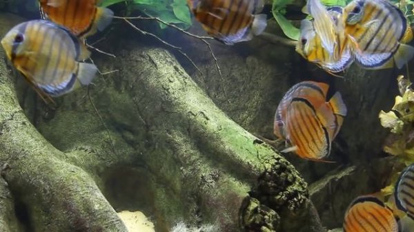 Wild Discus Aquarium - Jutai Green - Symphysodon tarzoo