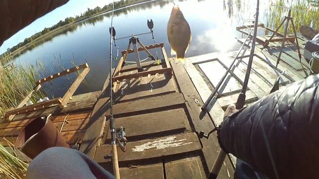 Карась на фидер!!! ФЛЭТ против УБИЙЦЫ КАРАСЯ смотреть онлайн