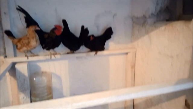 Купили семью Карликовых кур, породы Бентамка. Новые куры в нашем домашнем хозяйстве. Наш новый опыт смотреть онлайн