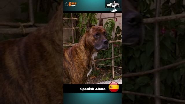"The Mighty Spanish Alano: Discovering the Fierce and Noble Spanish Bulldog" смотреть онлайн
