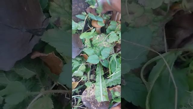 луговые опята. смотреть онлайн