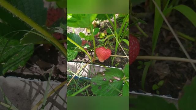 Созрела виктория. Самая долгожданная ягода лета смотреть онлайн