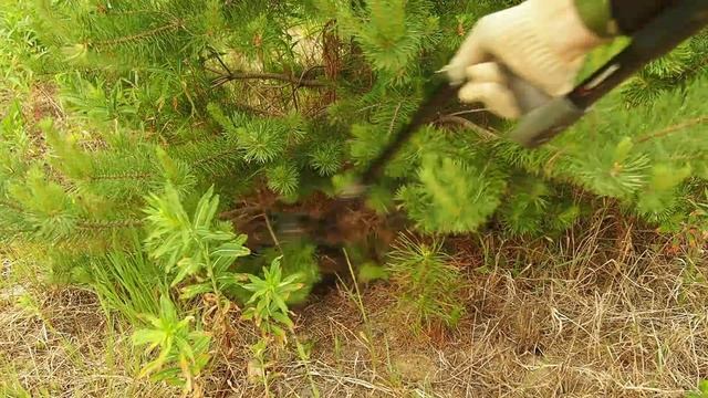 Старинная усадьба Трубниковых в Михнево Тверская область.#покатушки_покопушки смотреть онлайн