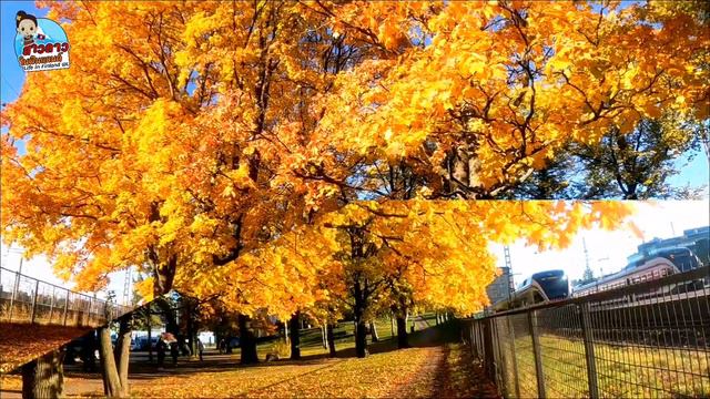 ฤดูใบไม้ร่วง บรรยากาศฤดูใบไม้เปลี่ยนสี ที่ฟินแลนด์ | Beautiful Autumn Colors in Finland смотреть онлайн