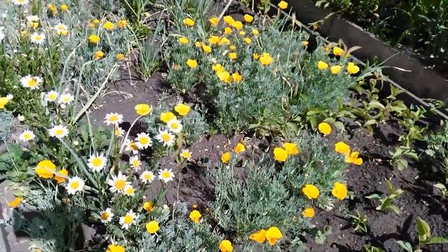 Лепестки пионов на зиму, люпины, крыжовник без шипов. смотреть онлайн