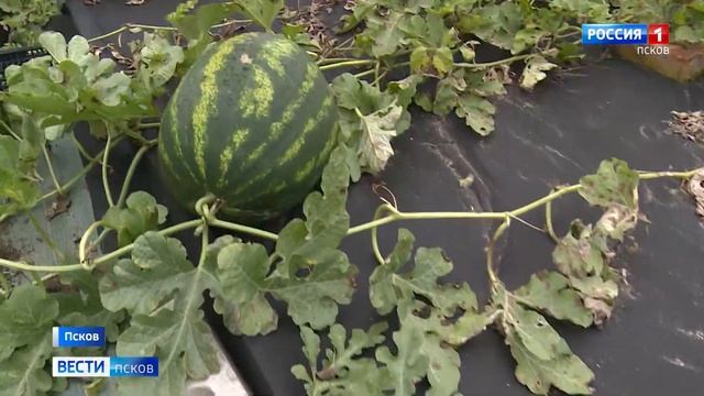 Псковичке удалось вырастить у себя на даче вкусные арбузы смотреть онлайн