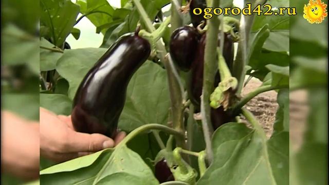 Описание и характеристика сорта баклажан Эпик смотреть онлайн
