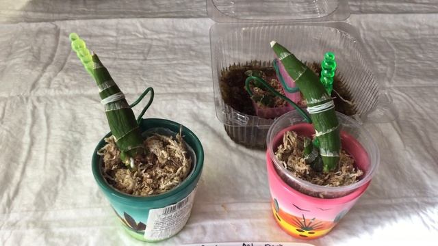 Орхидеи катасетумной группы / Fredclarkeara / Мой уход в феврале смотреть онлайн