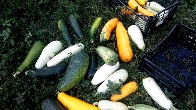 Гора кабачков, не знаю уже куда девать 😏 смотреть онлайн
