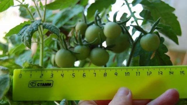 Характеристики и описание томатов сорта Балконное чудо смотреть онлайн