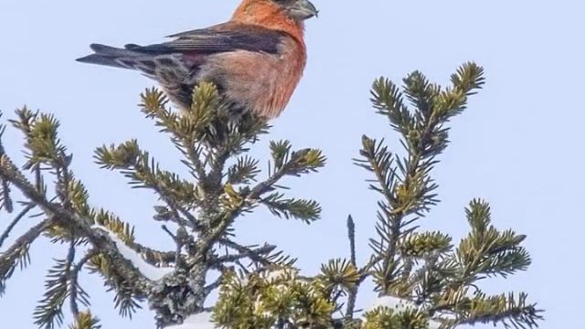 Клест. Любитель хвойных шишек. смотреть онлайн