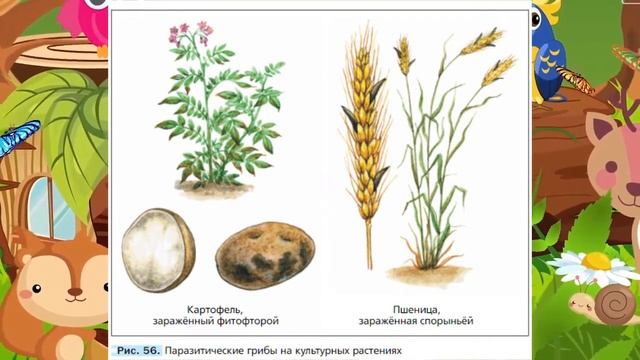Биология, 5 кл., § 14 "Многообразие и значение грибов" смотреть онлайн