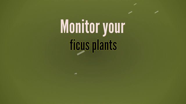 WhiteFly Pest Control: Whiteflies Infecting Ficus In Florida