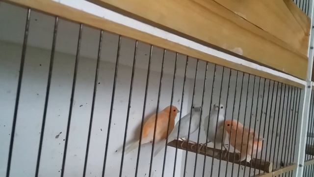 Гнезда для канареек и мои результаты.будут гибриды! смотреть онлайн