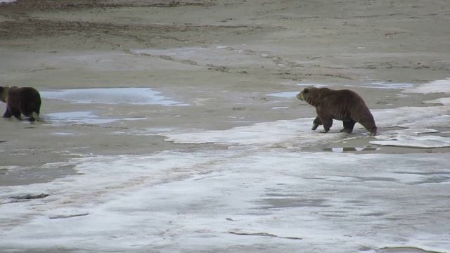 медведи смотреть онлайн