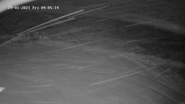 The fox hunts during a snowstorm. смотреть онлайн