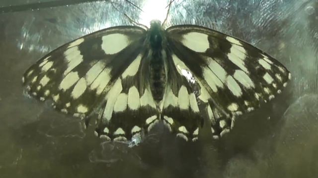ИНСЕКТАРИЙ: 37. Пестроглазка Галатея (Melanargia galathea) смотреть онлайн