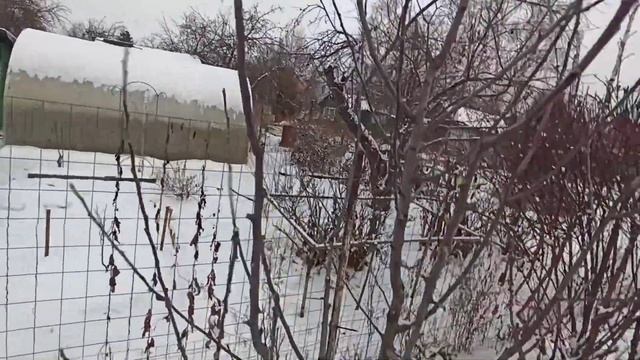 Современная формировка яблони. Улучшенное Русское Веретено. смотреть онлайн