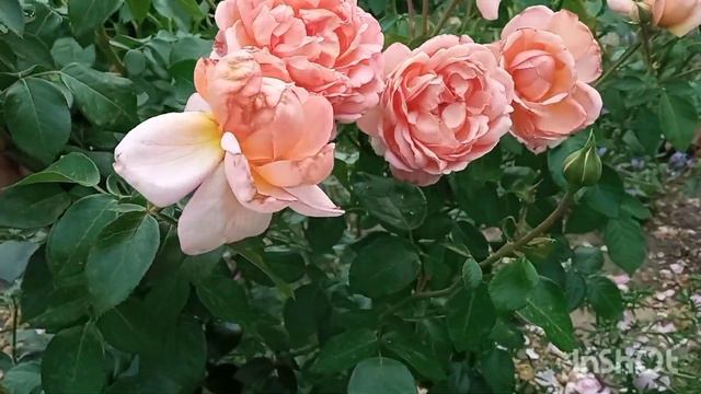 Цветёт незнакомка🌹, помогите, пожалуйста опознать розу🙏🥰! смотреть онлайн