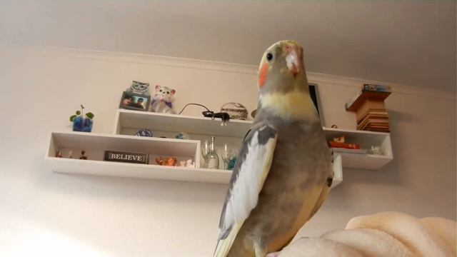 Попугай корелла поет (Cockatiel sings) смотреть онлайн