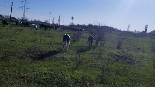 Телята в стаде У Миры мастит У Маргоши нет жвачки смотреть онлайн