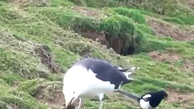 Клуша - Larus fuscus.mp4 смотреть онлайн