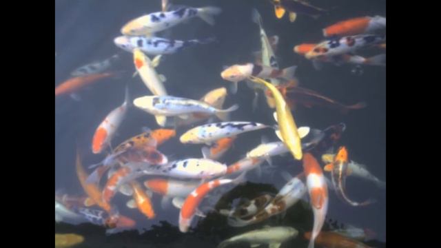 Копия видео "карпы КОИ, рыбки для пруда, ферма, www.koi.besaba.com" смотреть онлайн