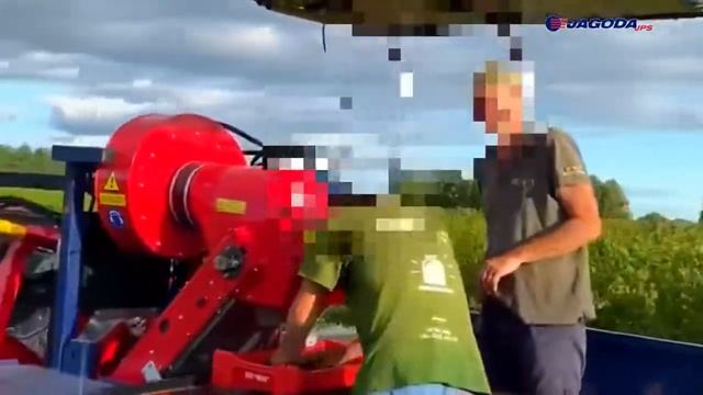 Уборка смородины комбайном JAREK 5 смотреть онлайн