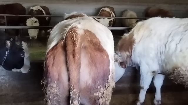 Откорм быков , заканчивается 5ый месяц откорма!