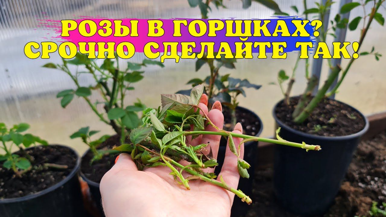 РОЗЫ растут В ГОРШКАХ? СРОЧНО сделайте ТАК! смотреть онлайн