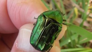 Жук бронзовка или зелёный блестящий большой жук