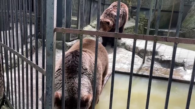 Пока Медведица РЫБАЧИТ, медведь делает гимнастику! смотреть онлайн