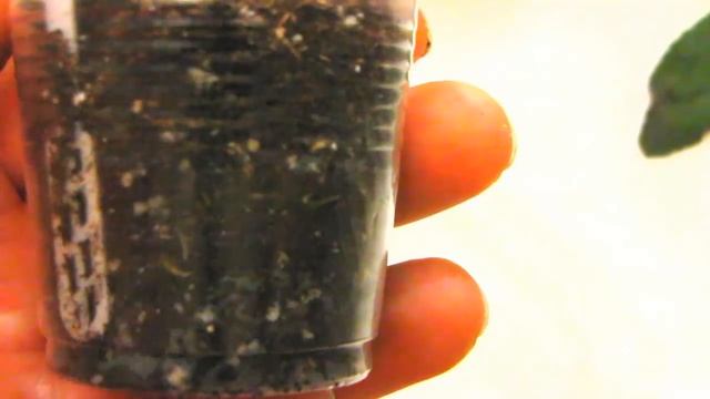 СПАСАЕМ стрептокарпус!!! Видео ОЧЕНЬ подробное! смотреть онлайн