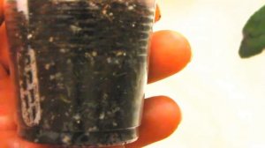 СПАСАЕМ стрептокарпус!!! Видео ОЧЕНЬ подробное!