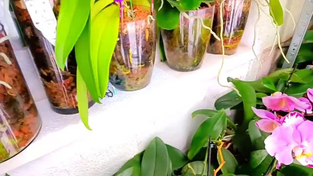 Как Орхидеи растут в закрытой системе несколько лет ‼️Мифы про пагубное влияние ЗС на Орхидеи ‼️ смотреть онлайн