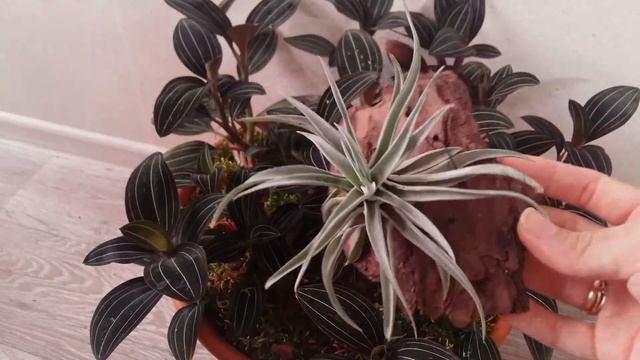 TILLANDSIA AERANTHOS - описание и основы ухода