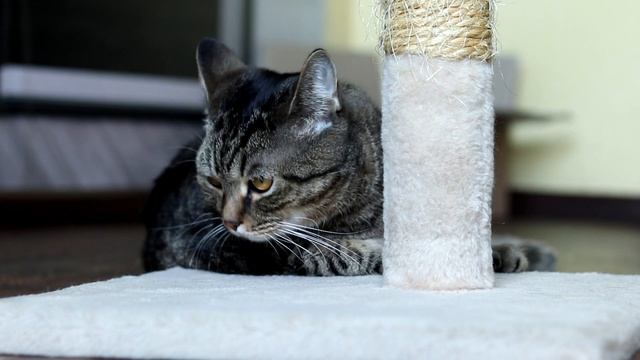 Необъективный обзор объектива Canon EF 50mm f/1.8 STM смотреть онлайн