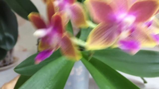 АЗИАТСКИЕ ОРХИДЕИ ДОМАШНЕЕ ЦВЕТЕНИЕ Golden sand и Summer rose blue star смотреть онлайн