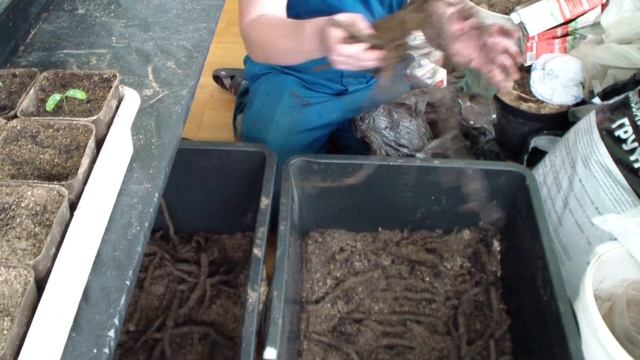 Закладка корня ежевики сорта "Натчез" для получения саженцев смотреть онлайн